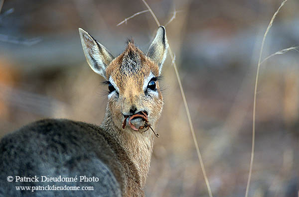 Damara Dik-Dik, Etosha NP, Namibia - Dik-dik de Damara  14531