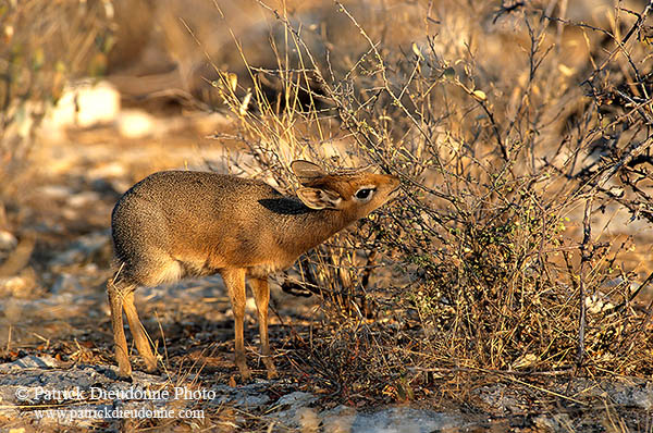 Damara Dik-Dik, Etosha NP, Namibia - Dik-dik de Damara  14533