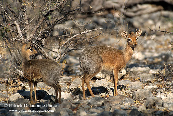 Damara Dik-Dik (pair), Etosha NP, Namibia - Dik-dik de Damara, couple 14535