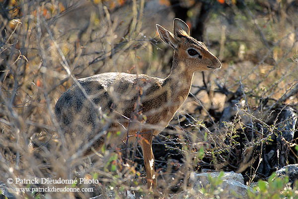 Damara Dik-Dik, Etosha NP, Namibia - Dik-dik de Damara  14537