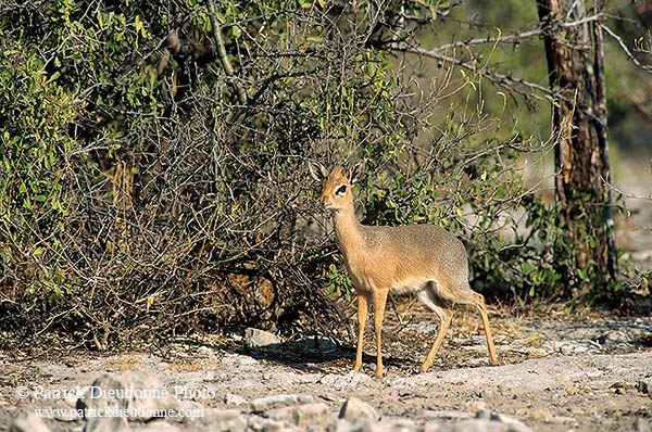 Damara Dik-Dik, Etosha NP, Namibia - Dik-dik de Damara  14538