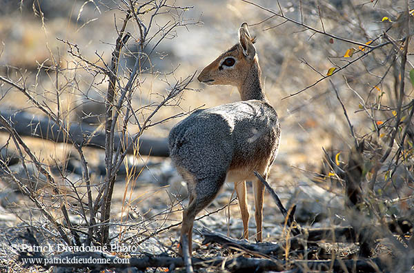 Damara Dik-Dik, Etosha NP, Namibia - Dik-dik de Damara  14539