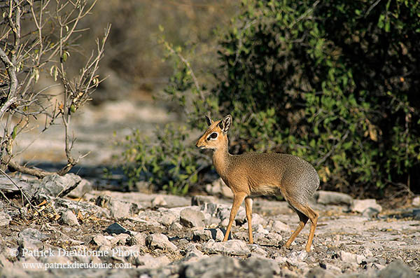 Damara Dik-Dik, Etosha NP, Namibia - Dik-dik de Damara  14540