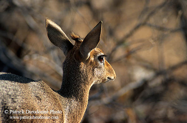 Damara Dik-Dik, Etosha NP, Namibia - Dik-dik de Damara  14541