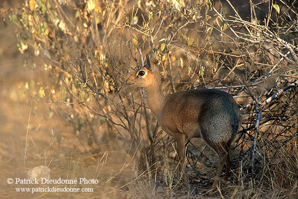 Damara Dik-Dik, Etosha NP, Namibia - Dik-dik de Damara  14544