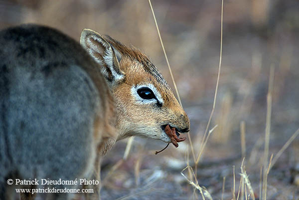 Damara Dik-Dik, Etosha NP, Namibia - Dik-dik de Damara  14546