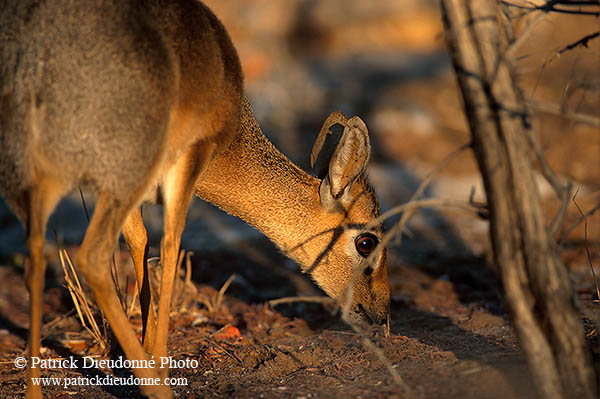 Damara Dik-Dik, Etosha NP, Namibia - Dik-dik de Damara  14547