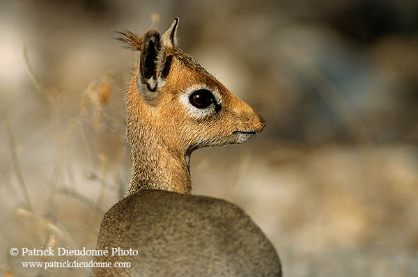 Damara Dik-Dik, Etosha NP, Namibia - Dik-dik de Damara  14543