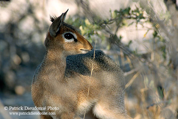 Damara Dik-Dik, Etosha NP, Namibia - Dik-dik de Damara  14545