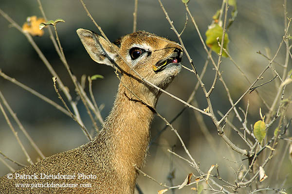 Damara Dik-Dik, Etosha NP, Namibia - Dik-dik de Damara  14548