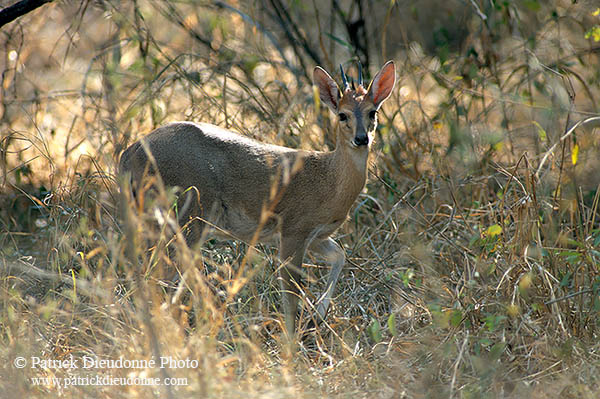 Common Duiker, Kruger NP, S. Africa - Céphalophe de Grimm  14552