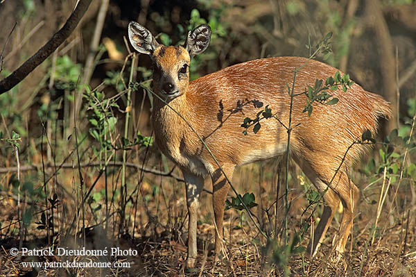 Sharpe's Grysbok, Kruger NP, S. Africa - Raphicère de Sharpe   14740