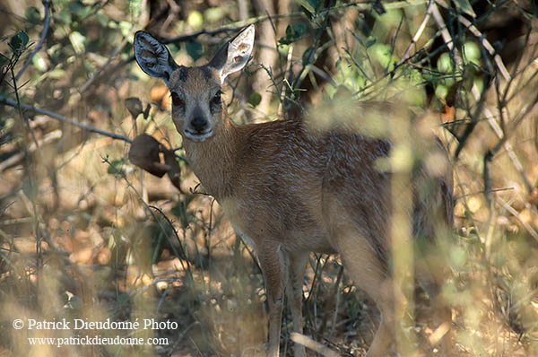 Sharpe's Grysbok, Kruger NP, S. Africa - Raphicère de Sharpe   14742