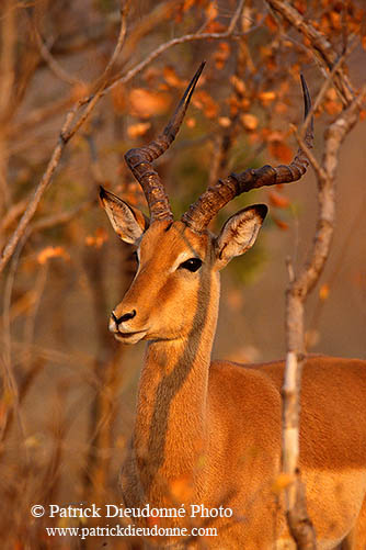Impala, S. Africa, Kruger NP -  Impala  14797