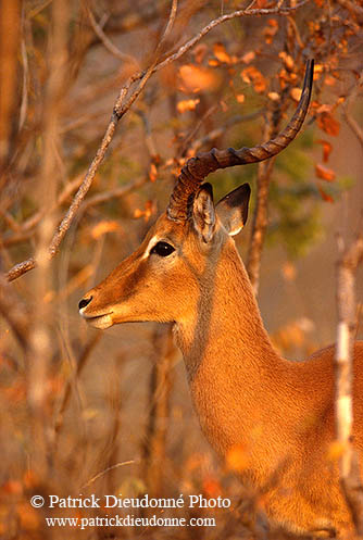 Impala, S. Africa, Kruger NP -  Impala  14798