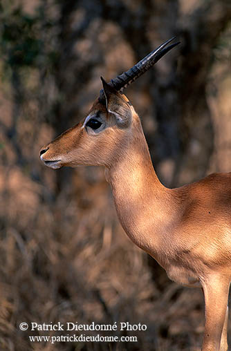 Impala, S. Africa, Kruger NP -  Impala  14799