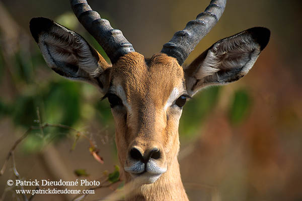 Impala, S. Africa, Kruger NP -  Impala  14801