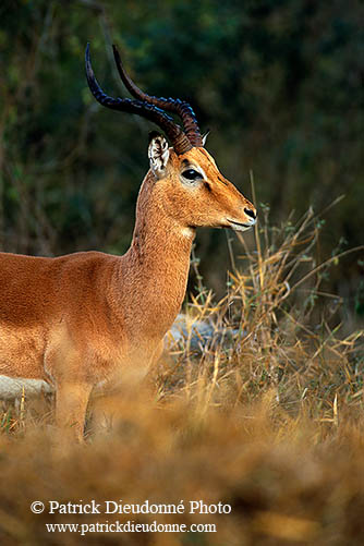 Impala, S. Africa, Kruger NP -  Impala  14803