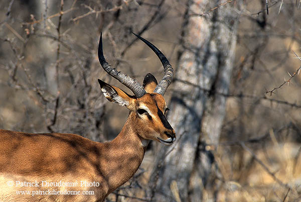 Impala (Black-faced), Etosha NP, Namibia -  Impala à face noire  14805