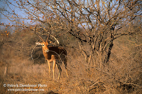 Impala, S. Africa, Kruger NP -  Impala  14806