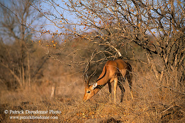 Impala, S. Africa, Kruger NP -  Impala  14807