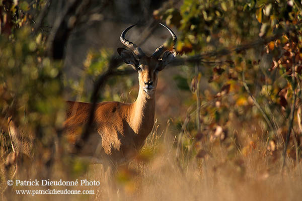 Impala, S. Africa, Kruger NP -  Impala  14808