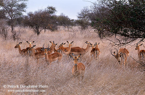 Impalas, S. Africa, Kruger NP -  Impalas  14809