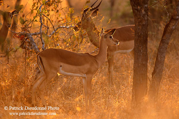 Impalas, S. Africa, Kruger NP -  Impalas  14811