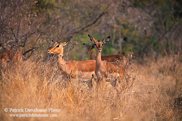 Impalas, S. Africa, Kruger NP -  Impalas  14812