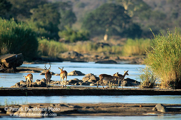 Impalas, S. Africa, Kruger NP -  Impalas  14814