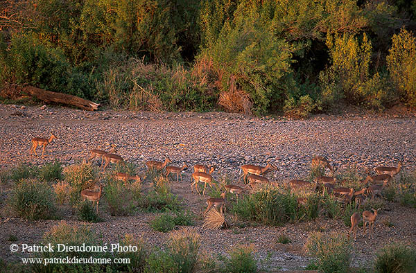 Impalas, S. Africa, Kruger NP -  Impalas  14815