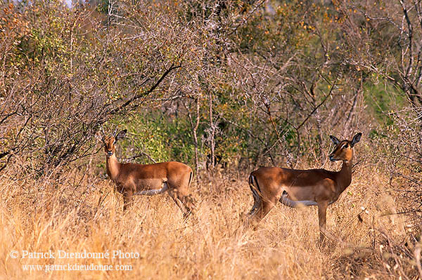 Impalas, S. Africa, Kruger NP -  Impalas  14816