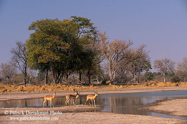 Impalas, Moremi reserve, Botswana - Impala  14820