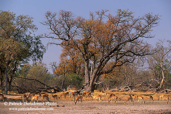 Impalas, Moremi reserve, Botswana - Impala  14821