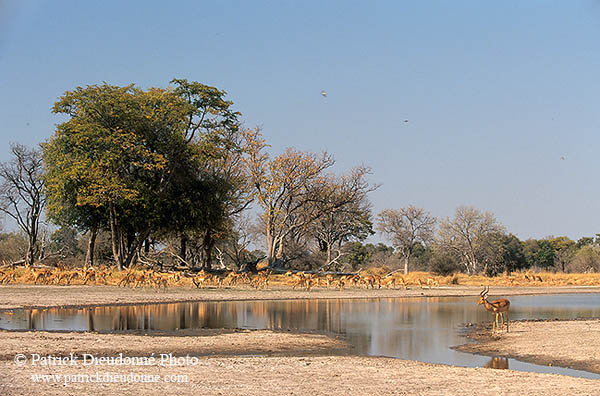 Impalas, Moremi reserve, Botswana - Impala  14822