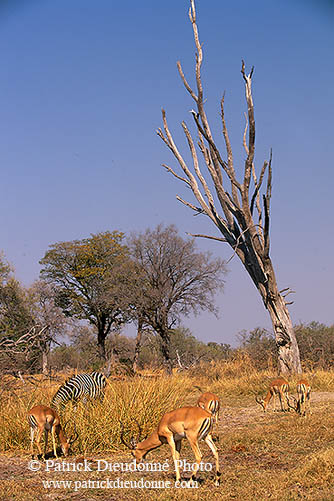 Impalas, Moremi reserve, Botswana - Impala  14823