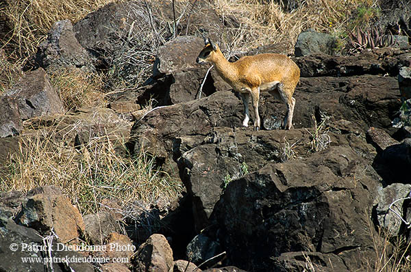 Klipspringer on territory, Kruger NP, S. Africa -  Oréotrague 14840