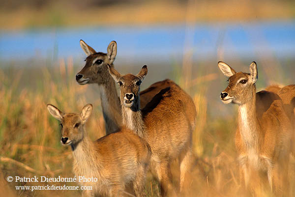Lechwe, Moremi reserve, Botswana - Cobe lechwe  14867