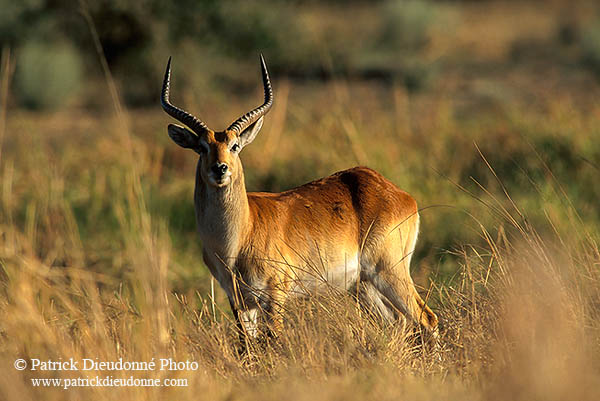 Lechwe, Moremi reserve, Botswana - Cobe lechwe  14868