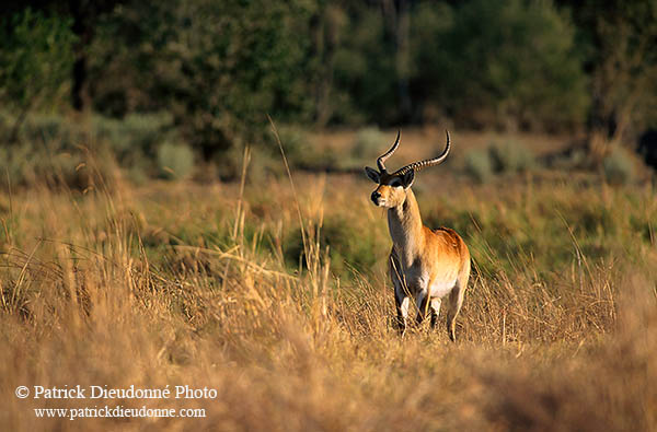 Lechwe, Moremi reserve, Botswana - Cobe lechwe  14869