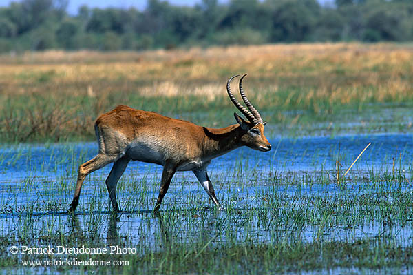 Lechwe, Moremi reserve, Botswana - Cobe lechwe  14870