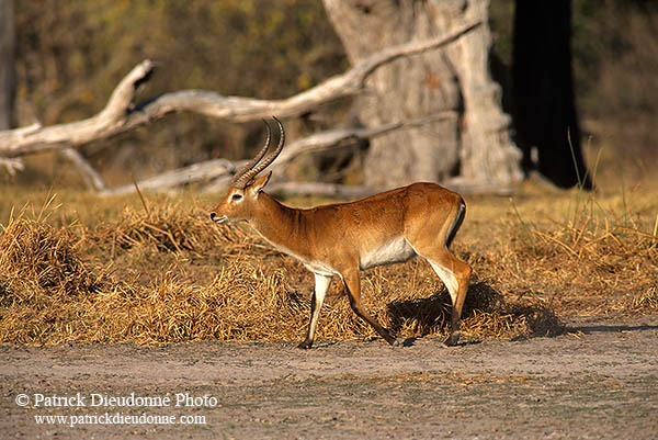 Lechwe, Moremi reserve, Botswana - Cobe lechwe  14871