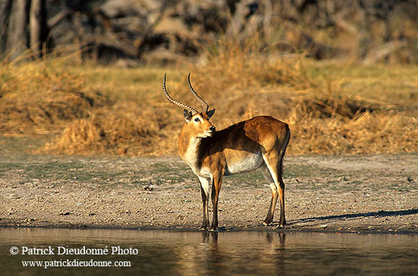 Lechwe, Moremi reserve, Botswana - Cobe lechwe  14872