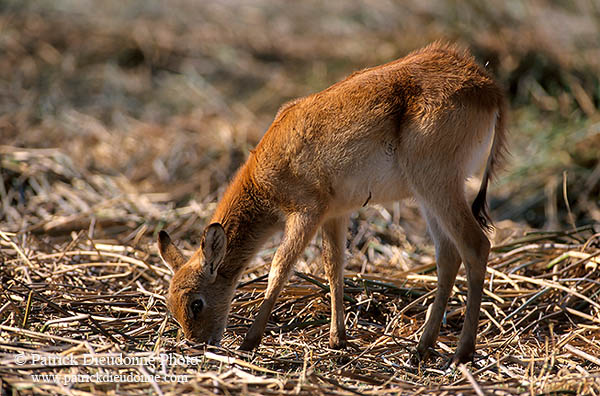 Lechwe, Moremi reserve, Botswana - Cobe lechwe  14873