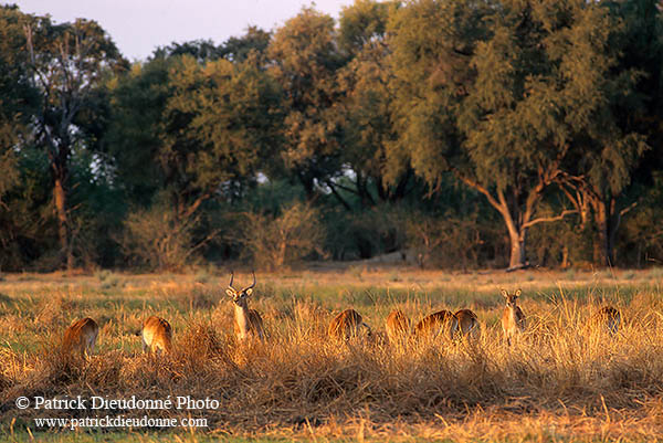 Lechwe, Moremi reserve, Botswana - Cobe lechwe  14874