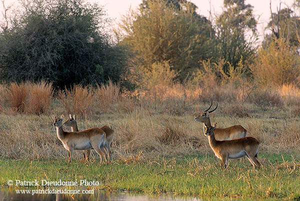 Lechwe, Moremi reserve, Botswana - Cobe lechwe  14875