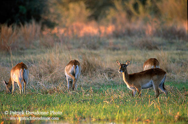 Lechwe, Moremi reserve, Botswana - Cobe lechwe  14876