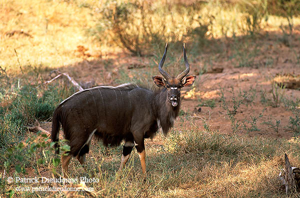 Nyala bull, Kruger NP, S. Africa -  Nyala male   14975