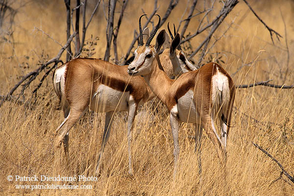 Springboks, Etosha NP, Namibia -  Springboks  15024