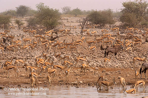 Springbok herds, Etosha NP, Namibia -  Springbok, troupeaux  15029